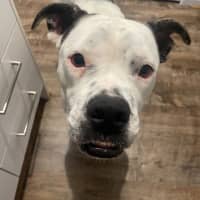 Photo of Nala