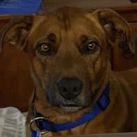 Photo of Bear   5 Year Old Ridgeback