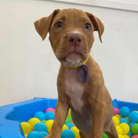 Photo of Cypress   10 Week Old Staffy X (On Trial)