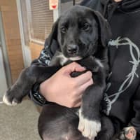 Photo of Luna