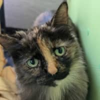 Photo of The Silent Warrior