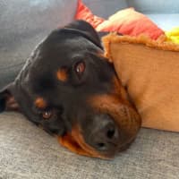 Photo of Nala