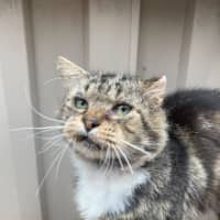 Photo of Bartholomew Ragamuffin