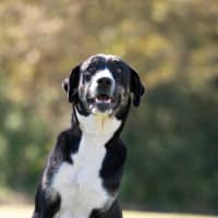 Photo of Daisy