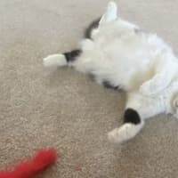 Photo of Daisybelle