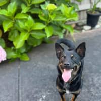 Photo of Pixie 