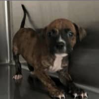 Photo of Chance (P1)