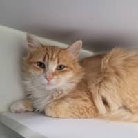 Photo of Mango