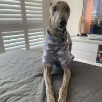 Photo of Peanut, The Pretty Greyhound