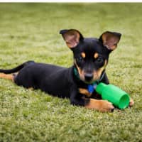 Photo of Gus   14 Week Old Chihuahua X Dachshund