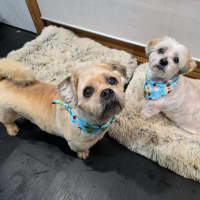 Photo of Charlie And Snooka