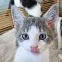 Photo of Mr Percival