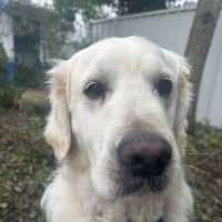 Photo of Marley (Crackling)