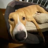 Photo of Chase 