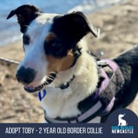 Photo of Toby   2 Year Old Border Collie