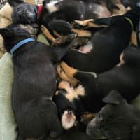 Photo of The Swedish Chef 