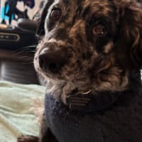 Photo of Buddy