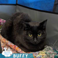 Photo of Buffy 