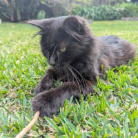 Photo of Layla