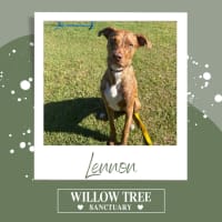 Photo of Lennon