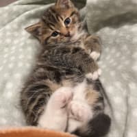 Photo of Rolo