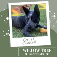 Photo of Stella
