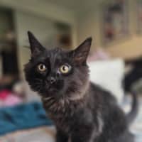 Photo of Darth Meet Me @Petstock Keysborough Store 