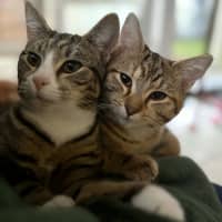 Photo of Aries & Velcro