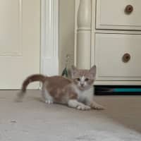 Photo of Basil