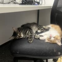 Photo of Aspi And Sharpay