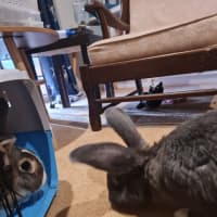 Photo of Cutiepies Lola & Thumper