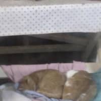 Photo of Garfield