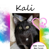 Photo of Kali