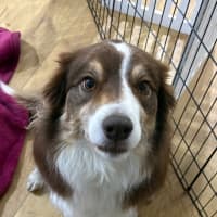 Photo of Whiskey   6 Year Old Border Collie