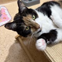 Photo of Georgie
