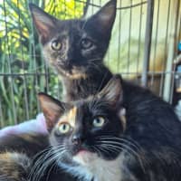 Photo of Whippy