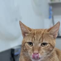 Photo of Cheetohs