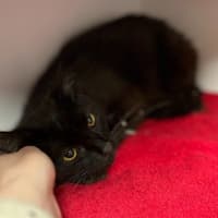 Photo of Salem