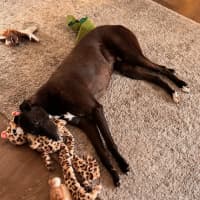 Photo of Zippy   2.5 Year Old Greyhound