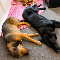 Photo of Timmy   11 Month Old Mastiff X