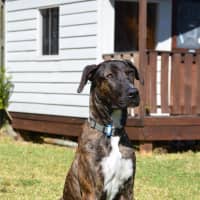 Photo of Harley