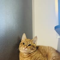 Photo of Basil