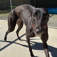 Photo of Star The Greyhound
