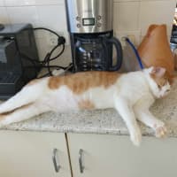 Photo of Poisiden   Can Deliver To You If Needed