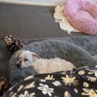 Photo of Simon Babbington