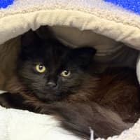 Photo of Caspian