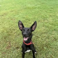 Photo of Lucky 
