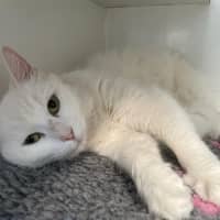 Photo of Marshmallow