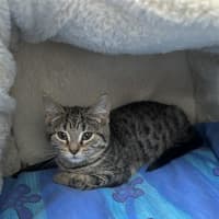 Photo of Pumpkin