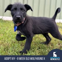 Photo of Ivy   8 Week Old Wolfhound X